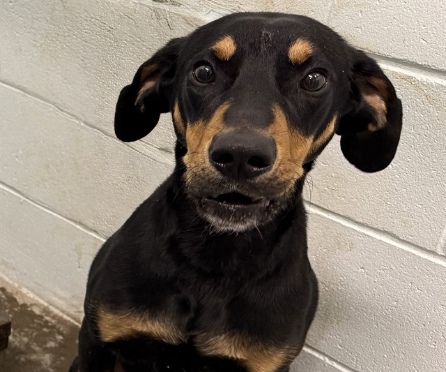 Shelter Stray Male Dog last seen OBRIEN RD / 19, GROVELAND, Deer Island, FL 32778
