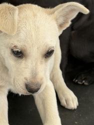 Shelter Stray Female Dog last seen S HALEY ST/ HOUSER ST, BAKERSFIELD, CA, Bakersfield, CA 93307