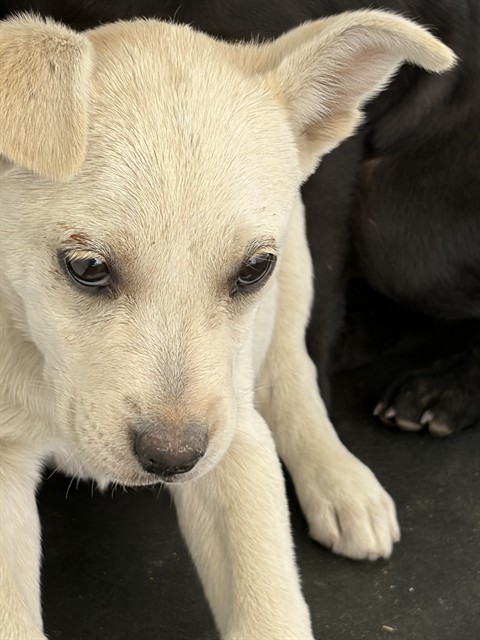 Shelter Stray Female Dog last seen S HALEY ST/ HOUSER ST, BAKERSFIELD, CA, Bakersfield, CA 93307