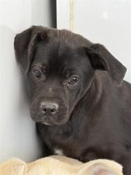 Shelter Stray Male Dog last seen S HALEY ST/ HOUSER ST, BAKERSFIELD, CA, Bakersfield, CA 93307