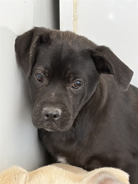 Shelter Stray Male Dog last seen S HALEY ST/ HOUSER ST, BAKERSFIELD, CA, Bakersfield, CA 93307