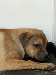 Shelter Stray Male Dog last seen S HALEY ST/ HOUSER ST, BAKERSFIELD, CA, Bakersfield, CA 93307