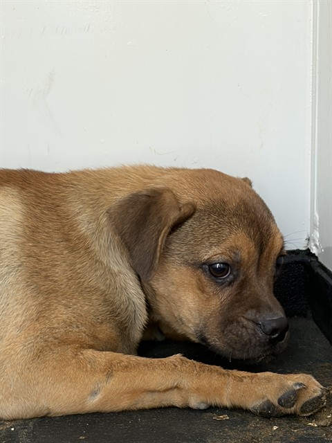 Shelter Stray Male Dog last seen S HALEY ST/ HOUSER ST, BAKERSFIELD, CA, Bakersfield, CA 93307