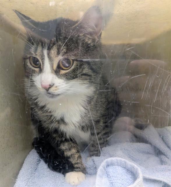 Shelter Stray Female Cat last seen Near BLOCK S 375TH ST, FEDERAL WAY WA 98003, Kent, WA 98032