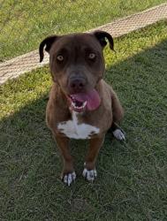 Shelter Stray Female Dog last seen Near BLOCK TROY ST, BAKERSFIELD CA 93306, Bakersfield, CA 93308
