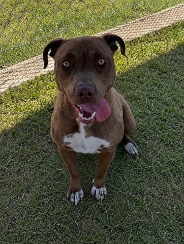 Shelter Stray Female Dog last seen Near BLOCK TROY ST, BAKERSFIELD CA 93306, Bakersfield, CA 93308