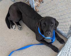 Shelter Stray Female Dog last seen Near BLOCK MANZANILLO DR, BAKERSFIELD CA 93314, Bakersfield, CA 93308