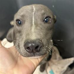 Shelter Stray Male Dog last seen Near BLOCK N CHESTER AVE, BAKERSFIELD CA 93308, Bakersfield, CA 93308