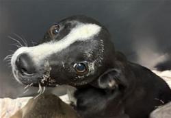 Shelter Stray Female Dog last seen Near BLOCK N CHESTER AVE, BAKERSFIELD CA 93308, Bakersfield, CA 93308