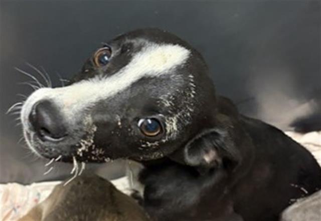 Shelter Stray Female Dog last seen Near BLOCK N CHESTER AVE, BAKERSFIELD CA 93308, Bakersfield, CA 93308
