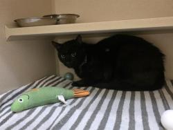Shelter Stray Unknown Cat last seen Near BLOCK E ASBURY AVE, DENVER CO 80222, Denver, CO 80223