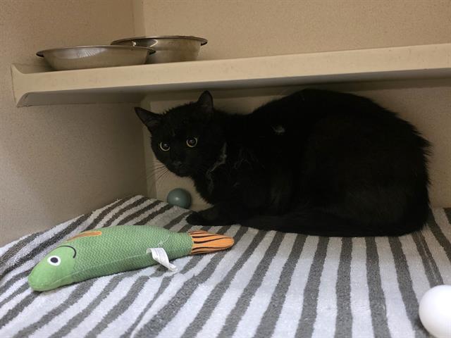 Shelter Stray Unknown Cat last seen Near BLOCK E ASBURY AVE, DENVER CO 80222, Denver, CO 80223