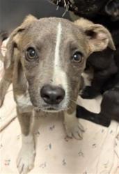 Shelter Stray Male Dog last seen Near BLOCK N CHESTER AVE, BAKERSFIELD CA 93308, Bakersfield, CA 93308