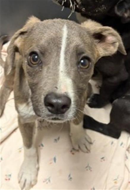 Shelter Stray Male Dog last seen Near BLOCK N CHESTER AVE, BAKERSFIELD CA 93308, Bakersfield, CA 93308