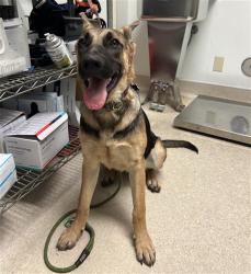 Shelter Stray Female Dog last seen Near BLOCK S REAL RD, BAKERSFIELD CA 93309, Bakersfield, CA 93308