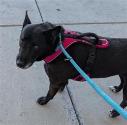 Shelter Stray Female Dog last seen Near BLOCK N LINCOLN ST, TAFT CA 93268, Bakersfield, CA 93308