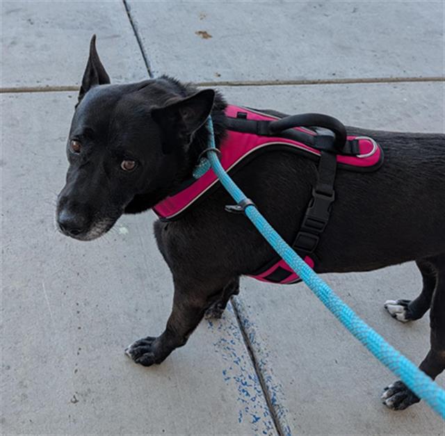 Shelter Stray Female Dog last seen Near BLOCK N LINCOLN ST, TAFT CA 93268, Bakersfield, CA 93308