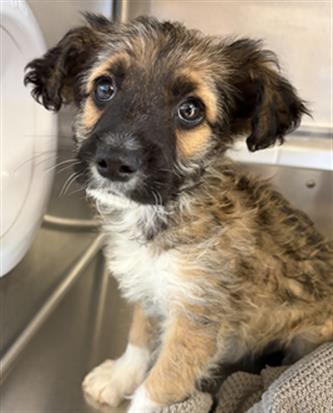Shelter Stray Male Dog last seen G ST AND WOODLAWN AVE, Chula Vista, CA 91911