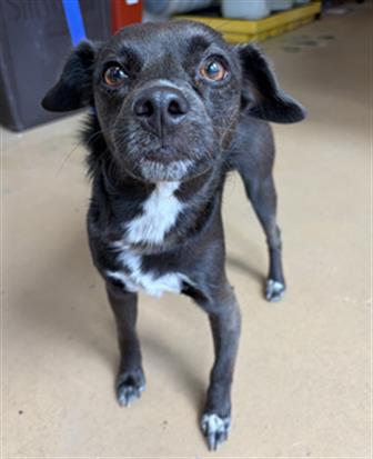 Shelter Stray Male Dog last seen 69TH ST AND DAVENTRY ST, Chula Vista, CA 91911