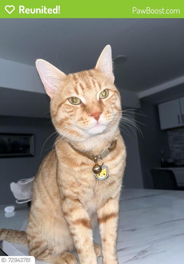 Reunited Male Cat last seen Oldfield St, Staten Island, NY 10306, USA, Staten Island, NY 10306
