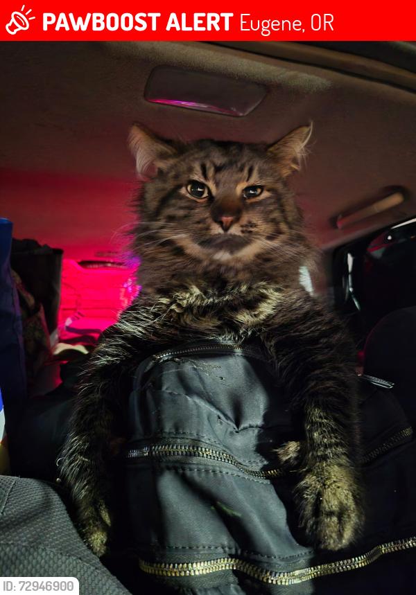 Lost Male Cat last seen Royal ave and Checkermellow rd, Eugene, OR 97402