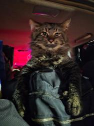 Lost Male Cat last seen Royal ave and Checkermellow rd , Eugene, OR 97402