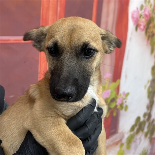 Shelter Stray Male Dog last seen Near BLOCK PACIFIC ST, San Bernardino, CA 92401