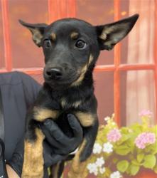 Shelter Stray Female Dog last seen Near BLOCK PACIFIC ST, San Bernardino, CA 92401