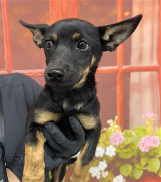 Shelter Stray Female Dog last seen Near BLOCK PACIFIC ST, San Bernardino, CA 92401