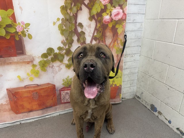 Shelter Stray Male Dog last seen FOOTHILL X LAUREL, San Bernardino, CA 92401