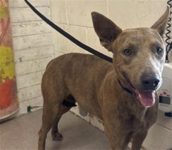 Shelter Stray Female Dog last seen FOOTHILL X LAUREL, San Bernardino, CA 92401