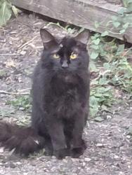 Found/Stray Unknown Cat last seen Montview and Yosemite, Denver, CO 80220