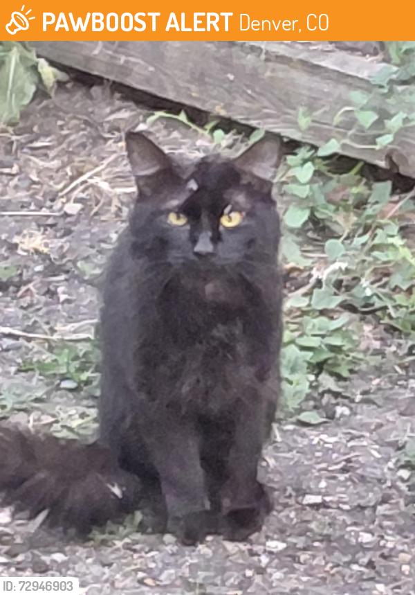 Found/Stray Unknown Cat last seen Montview and Yosemite, Denver, CO 80220