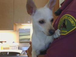 Shelter Stray Male Dog last seen G ST/BUCKBOARD DR, 95673, Sacramento, CA 95827
