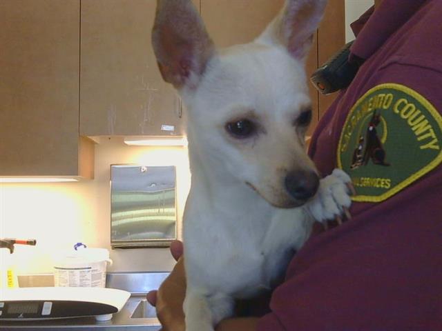 Shelter Stray Male Dog last seen G ST/BUCKBOARD DR, 95673, Sacramento, CA 95827