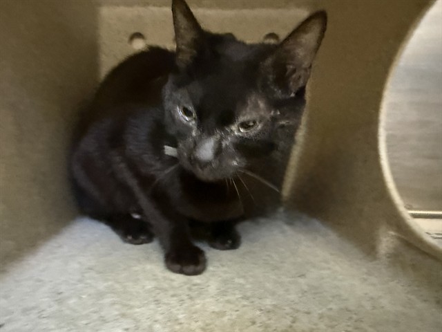 Shelter Stray Female Cat last seen , Quartz Hill, CA 93536