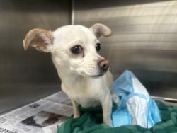 Shelter Stray Female Dog last seen , Los Angeles, CA 90031