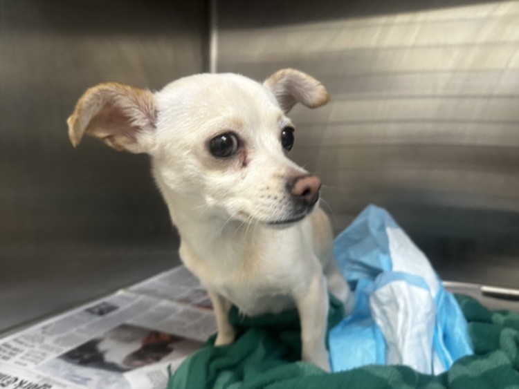Shelter Stray Female Dog last seen , Los Angeles, CA 90031