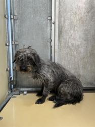 Shelter Stray Female Dog last seen , Quartz Hill, CA 93536