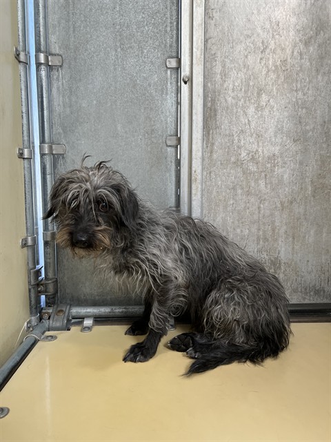 Shelter Stray Female Dog last seen , Quartz Hill, CA 93536