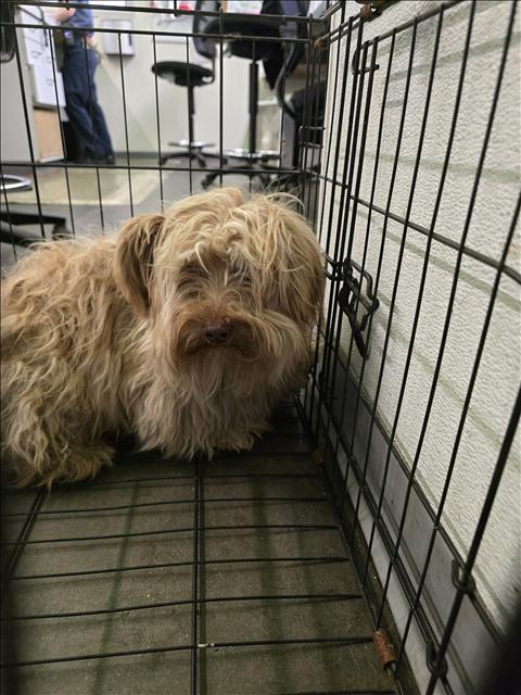 Shelter Stray Male Dog last seen , Los Angeles, CA 90047