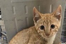 Shelter Stray Female Cat last seen Near BLOCK PENNY LN (HUGHES STATION APTS), Brighton, CO 80601