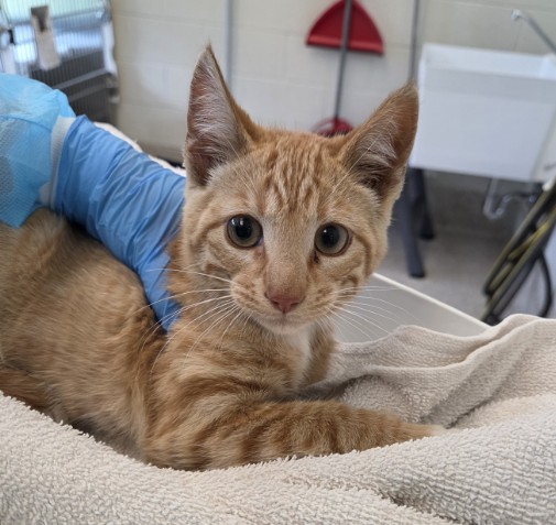 Shelter Stray Male Cat last seen Near BLOCK PENNY LN (HUGHES STATION APTS), Brighton, CO 80601