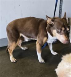 Shelter Stray Male Dog last seen , Los Angeles, CA 90047
