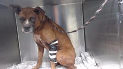 Shelter Stray Male Dog last seen , Downey, CA 90242