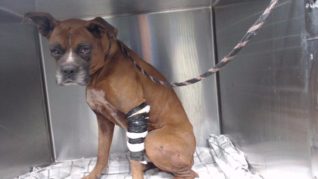 Shelter Stray Male Dog last seen , Downey, CA 90242