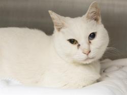 Shelter Stray Male Cat last seen WESTERN AVE AND LITCHFIELD RD, Phoenix, AZ 85008