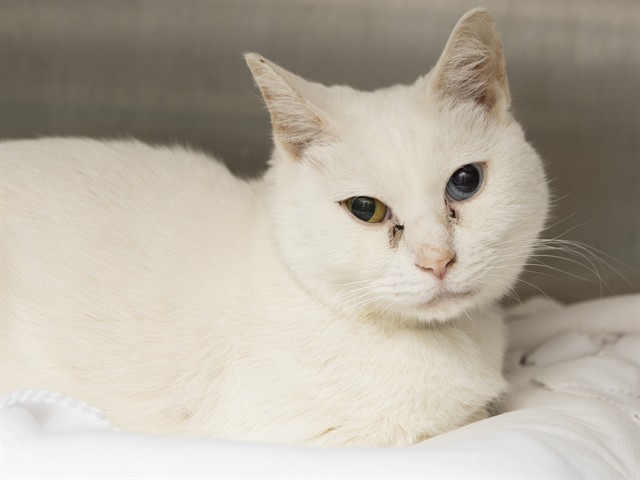 Shelter Stray Male Cat last seen WESTERN AVE AND LITCHFIELD RD, Phoenix, AZ 85008