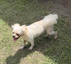 Reunited Female Dog last seen Newbury & Sandelford - Katy, TX, Brenwood, TX 77449