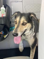 Reunited Female Dog last seen Rio Grande Blvd and Alhambra Ave, Albuquerque, NM 87104
